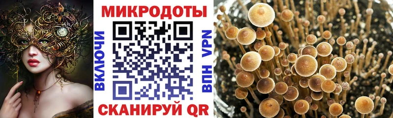 мега зеркало Дмитровск Псилоцибиновые грибы Cubensis